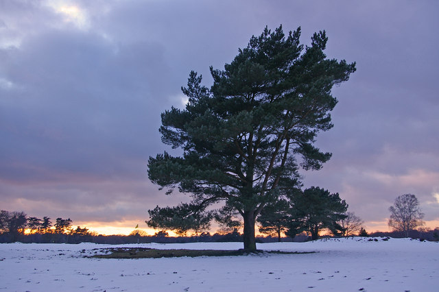Walton Heath (Old)